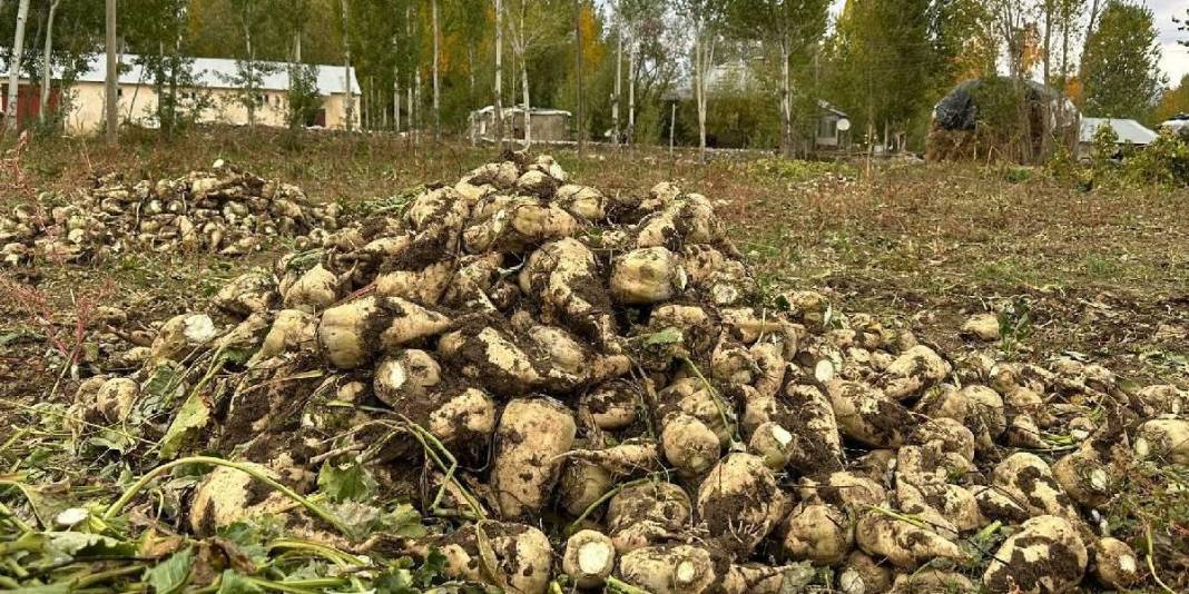 Fiyatı uygun, faydası büyük! Yıl boyunca tezgahları süslüyor: Kilosu sadece 40 TL’ye satılıyor 2